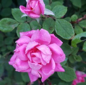 Meet your Posher, Briananddenise